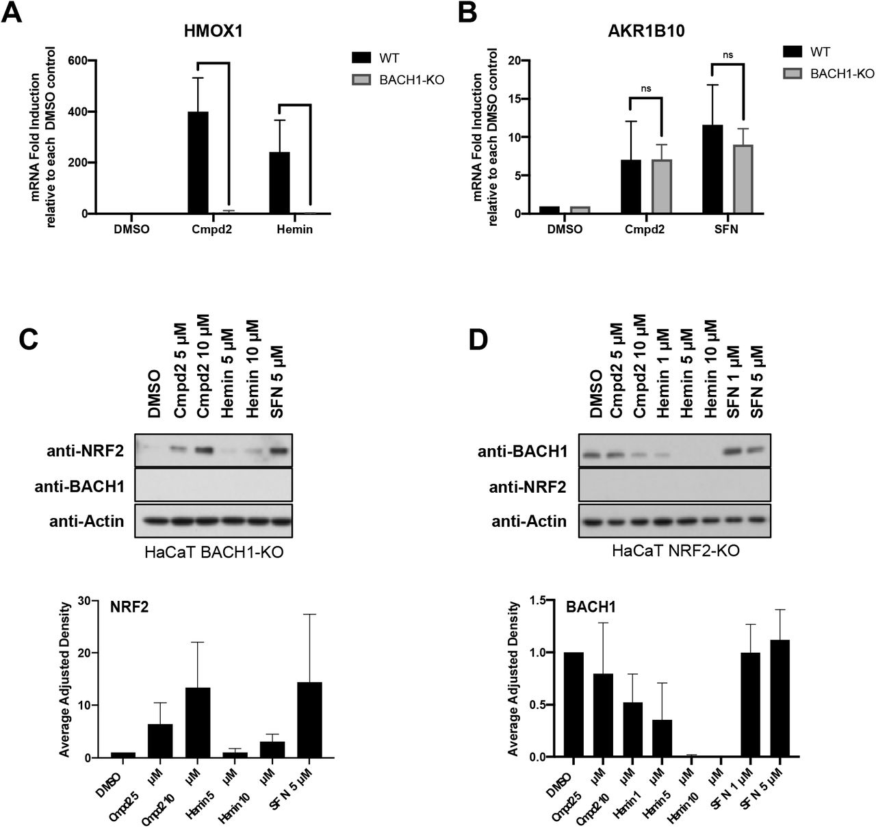Compound 2-mediated NRF2 induction and BACH1 inhibition are not interdependent.A) HaCaT WT and BACH1-KO cells were treated for 8 hours with DMSO, compound 2 (10 μM) or Hemin (10 μM). Cells were lysed and HMOX1 mRNA levels were quantified (n=3). To compare the HMOX1 induction upon compound 2 or Hemin treatment in each cell line, the levels of HMOX1 in either treated WT or treated BACH1-KO samples were compared against the basal level of HMOX1 in DMSO WT or DMSO BACH1-KO respectively (HMOX1 levels in DMSO samples were set in both cases as 1). **P≤ 0.01, ***P ≤ 0.001. B) HaCaT WT and BACH1-KO cells were treated as indicated in A. Cells were lysed and AKR1B10 mRNA levels were quantified by real-time PCR and the data were normalised using HPRT1 as an internal control (n=3). As described in A, AKR1B10 levels in DMSO WT and BACH1-KO samples were set in both cases as 1. C) HaCaT BACH1-KO cells were incubated with either DMSO or different concentrations of compound 2, Hemin or SFN. After 3 hours, cells were harvested and lysates were analysed by Western Blot. Upper panel is a representative western blot and the bottom panel shows the quantification of NRF2 protein levels against the loading control actin. Data represent means ± SD (n = 3) and are expressed relative to the DMSO treated samples. D) HaCaT NRF2-KO cells were treated and harvested as described in C and samples were analysed by Western Blot. Upper panel is a representative western blot and the bottom panel shows the quantification of BACH1 protein levels against the loading control actin. Data represent means ± SD (n = 3) and are expressed relative to the DMSO samples.