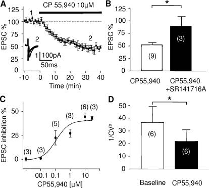 Pharmacological characterization of presynaptic CB1R at layer V-VI synapses of the PrPFC.Layer V-VI pyramidal cells were voltage-clamped and held at -70mV. (A) CB1R-mediated inhibition of evoked transmission. The cannabimimetic CP55,940 (10 µM) reduced evoked EPSCs on average to 48±5 % (n = 6) of basal value. Traces represent the average of 10 consecutive EPSCs taken at the times indicated on the time-course graph. (B) The inhibitory effects of CP55,940 on evoked EPSCs were blocked by pre-treatment with the selective CB1R antagonist SR141716A (10 µM, t-test p = 0.0386) in agreement with the involvement of CB1R. (C) Dose response curve measured 20 min after beginning CP55,940 application. Each point is expressed as the percentage of inhibition of its basal value. The EC50 was 195±0.3 nM. (D) The coefficient of variation, expressed as 1/CV2 was reduced following the CP55,940 (p = 0.0107 paired t-test). 1/CV2 was calculated with 60 sweeps i.e. 10 min before and 20 min after CP55,940.
