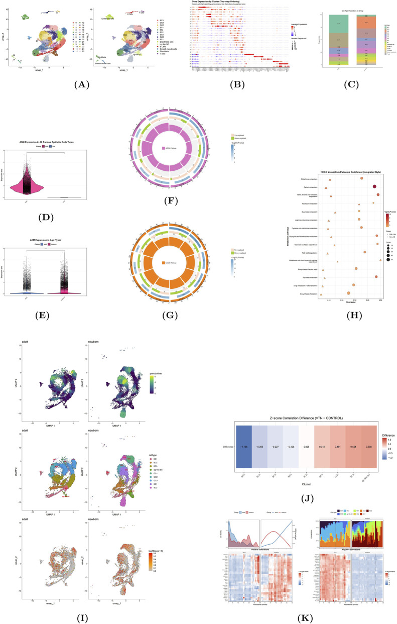 Composite scientific figure showing single-cell RNA-seq analyses: (A) UMAP plots of cell clusters, (B) marker gene heatmap, (C) bar chart of cell-type composition, (D, E) violin plots of ADM expression by group, (F, G) circular KEGG pathway enrichment plots, (H) dot plot of shared KEGG metabolic pathways, (I) pseudotime UMAP plots comparing adult and newborn, (J) heatmap of VTN convergence, (K) line and heatmap plots of pseudotime-resolved data.