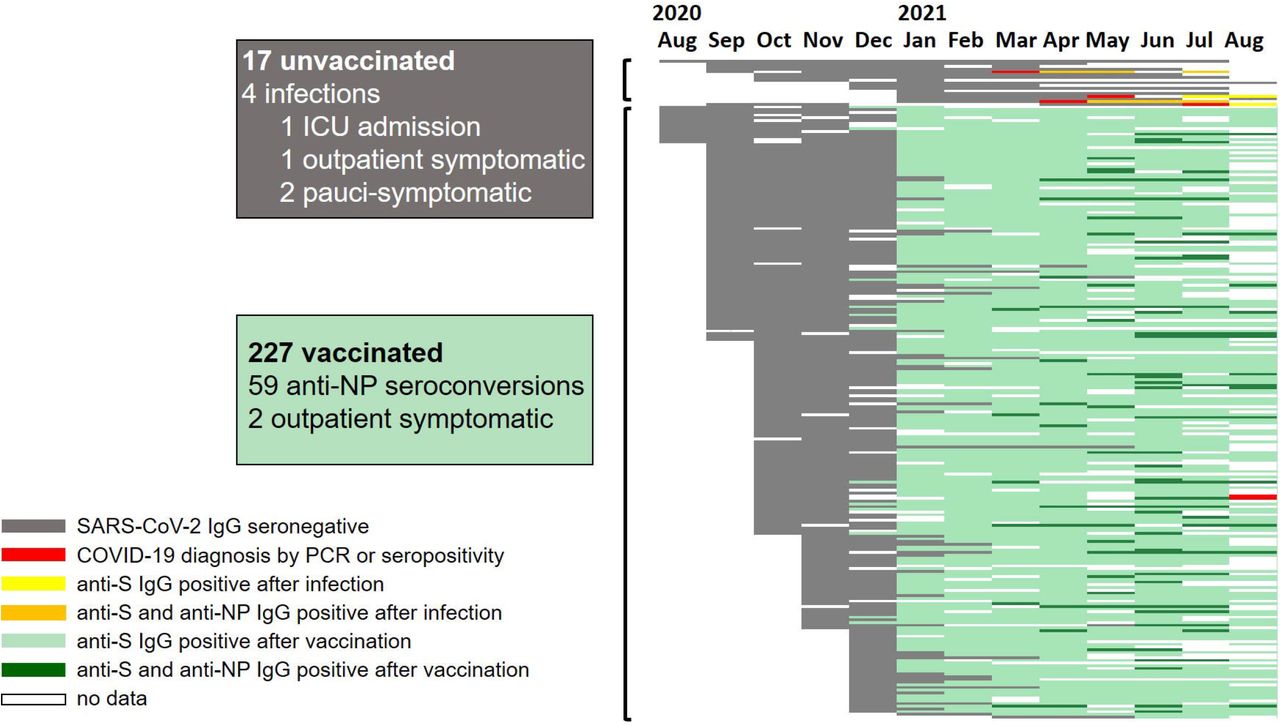 Timeline of antibody responses and SARS-CoV-2 infections in PASS participants.Each horizontal bar represents the infection, vaccination, and serological status obtained on a monthly basis of all PASS participants that had not been diagnosed with SARS-CoV-2 by PCR or anti-spike (S) IgG seroconversion by January 31, 2021. White spaces indicate no data. Grey bars represent negative anti-S IgG. Red bars indicate month of SARS-CoV-2 diagnosis by PCR positivity or anti-S IgG seroconversion. Yellow bars indicate anti-S IgG seroconversion after SARS-CoV-2 diagnosis in unvaccinated individuals, and orange bars indicate presence of both anti-S and anti-NP antibodies in unvaccinated individuals. Light green bars indicate anti-S IgG seroconversion after vaccination. Dark green bars indicate detection of anti-NP IgG antibodies in addition to anti-S antibodies at timepoints post-vaccination. N = 17 unvaccinated and 227 vaccinated participants.