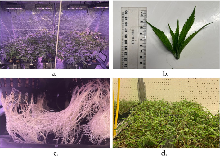 Figure showing the sample production setup. (a) five hydroponic setups in a tent to produce YHL and HR for analysis grown under vegetative cycle (24 h light), (b) an example of leaf tip samples taken for analyses, (c) growth of the HR in hydroponic tubs at the time of harvest, all root outside the net pot was harvested (d) HMG at the time of harvesting after growth of 10 days (four days in the dark and six days under light)