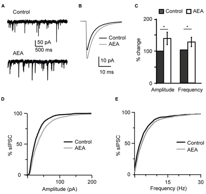 The endogenous CB agonist AEA (anandamide) replicated the effect of WIN 55,212-2 on inhibitory neurotransmission. (A) Example traces of sIPSCs in the absence (Control) and in presence of AEA (1 μM). (B) sIPSC traces averaged across 150 events before (black) and during the perfusion of AEA (gray) for the cell shown in (A). (C) Bar plot summarizing the effect of AEA on sIPSC amplitude and frequency. Amplitude and frequency are represented relative to Control to show fold changes. Black: control; white: AEA. (D,E) Cumulative distributions of sIPSC amplitude (D), and frequency (E) in control (black), and in the presence of AEA (gray). Data are presented as mean ± SEM, statistical significance is indicated by * for P < 0.05.