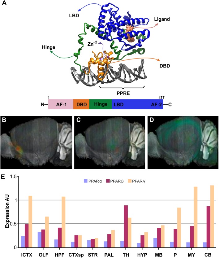 Structure and brain expression patterns of PPARs. (A) Cartoon based on crystal structure (PDB-ID: 3DZY) of the full-length PPARγ in a complex with RXRα and two accessory 13-amino acids peptides of Nuclear receptor coactivator 2 and a dsDNA containing the PPRE (Chandra et al., 2008). For clarity, only PPARγ, its synthetic agonist Rosiglitazone and the dsDNA are shown. N-terminal region of PPARγ is not visible because it was not determined due to high flexibility. (B–D) Brain left hemisphere sagittal projection showing expression of PPARα, PPARβ and PPARγ, respectively based on ISH data. (E) Quantification of relative brain expression from ISH data for neural FABPs isoforms. AU: Arbitrary units. For brain regions references see legend of Figure 1. Image credit for panels B–D: Allen Institute. © 2007 Allen Institute for Brain Science. Allen Mouse Brain Atlas. Available from: http://mouse.brain-map.org/search/. Panel E was constructed from data available through Allen Mouse Brain Atlas website.