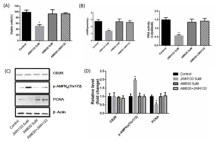 The effects of JWH133 (5 uM, 48h) on C6 cells were abolished by CB2 receptor antagonist AM630 (5 uM). (A) The effects of JWH133 (5 μM) on the viability (48 h) of C6 cells were abolished by AM630 (5 uM). (B) The effects of JWH133 on cAMP content and PKA activity were abolished by AM630. The original western blot images (C) and statistic graphs (D) of CB2 receptor, p-AMPKα (Thr172) and PCNA expression in JWH133 and AM630 treated C6 cells. Data were relative density to that in Control group. Data were mean ± SEM from three replicate experiments. *P<0.05, **P<0.01 versus Control.