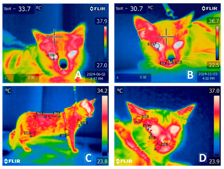 Representation of the thirteen thermal windows evaluated in domestic cats. (A) Thermal windows of the medial caruncle (T°CAR) (EI1) marked with a circular region of interest (ROI) of 2–5 mm. (B) Ocular window (T°OCU) (EI2) marked with a circular ROI of 2–5 mm. Left (T°leftnostril) and right nostrils (T°rightnostril) (EI3–EI4) delineated by 2 mm circles within the nasal openings. (C) Dorsal thoracic region (T°CHEST) (B × 1) and dorsal lumbar region (T°lumbar) (B × 2), outlined with a rectangular ROI of up to 10 mm in length and 2 mm in width over the upper dorsal area; thoracic limb elbow (T°TLE) (EI7) and thoracic limb biceps brachii (T°TLBB) (EI8), marked from the axillary region using a circular ROI covering a 3 mm diameter of the limb width and encompassing the vertex formed by the humeroradial joint, respectively; femoral pelvic limb (T°FPL) (EI9), delineated by the space along the edge of the FPL. (D) External auditory canal (T°EAR) (EI5); whiskers (T°Whisk) (EI6) were recorded using a circular ROI of 2 mm in diameter. Thermal windows of the lower eyelid (T°Lowereyeline); upper eyelid (T°Uppereyeline) (Li1–Li2) drawn as a line between 3 and 5 mm. Red triangles represent the highest temperatures of each ROI. Blue triangles represent the lowest temperatures of each ROI.