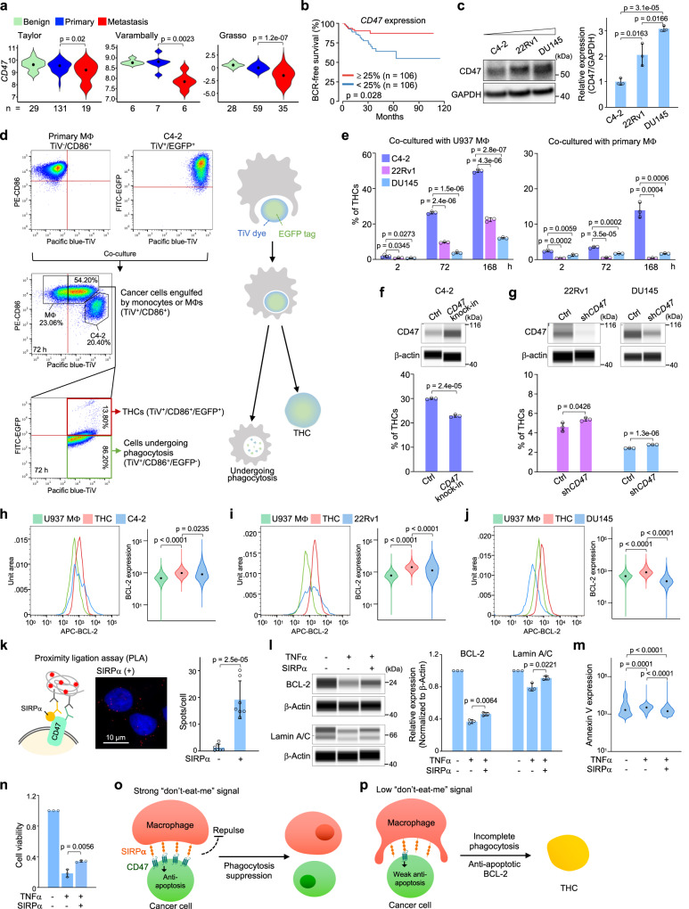 Low CD47 facilitates THC formation between macrophages and cancer cells.a CD47 expression levels in benign prostatic hyperplasia, primary, and metastatic tumors analyzed from three published prostate cancer datasets19–21. b Biochemical recurrence (BCR)-free survival of the prostate cancer patients in the TCGA cohort. c Western blotting analysis of CD47 expression levels in three human prostate cancer cell lines. d A representative example of flow cytometry analysis of THCs in human primary macrophage and C4-2 cell co-culture model. Some CD86+ macrophages acquire Tag-it-Violet (TiV) dyes through engulfing cancer cells in co-culture. The cells maintained EGFP expression in this TiV+/CD86+ population were further identified as THCs. e Percentage of THCs in different co-culture models at different time points. f, g Percentage of THCs in 3-day co-cultures of U937 macrophages and CD47 overexpressed (e) or knockdown (g) cells. h–j Flow cytometry histograms and the corresponding violin plots showing BCL-2 expression in U937 macrophages and C4-2 (h), 22Rv1 (i), or DU145 (j) cells co-culture model. k Left: schematic diagram of proximity-ligation assay (PLA). Right: PLA signals of C4-2 cells with or without SIRPα stimulation. The dots represent mean values of total PLA counts per cell (n = 7 images/group, 180 cells analyzed). l–n Effects of C4-2 cells unstimulated or stimulated by TNFα or TNFα combined with SIRPα. Capillary Western immunoassay (WES) showing BCL-2 and Lamin A/C expression (l), violin plots showing Annexin V expression (m), and bar graph showing cell viability (n each dot represents the mean for each independent experiment). o Schematic diagram showing strong “don’t-eat-me” signals effectively inhibit phagocytosis. p Schematic diagram showing low “don’t-eat-me” signals allow macrophages to engulf cancer cells but partially increase the pro-survival function of cancer cells to escape from complete phagocytosis, subsequently resulting in THC formation. Data are the mean ± SD. P-values were determined using a two-sided unpaired t-test (a, c, e–l, n), a log-rank test (b), and a one-way ANOVA followed by Tukey test (m). Three independent experiments were carried out in (c, e–g, l, n). Source data for c, e–n are provided as a Source Data file.