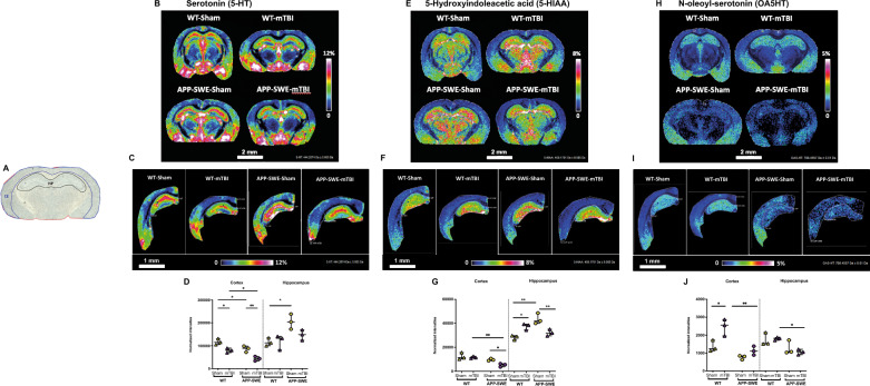 Serotonergic neurotransmitter changes induced by mTBI in APP-SWE mice compared with wild-type controls (WT). Optical image of coronal rat brain sections at bregma − 2.06 mm with brain region annotations: CE, Cortex; HP, Hippocampus (A). MALDI–FT–ICR–MS images of Serotonin (5-HT, B), 5-Hydroxyindoleacetic acid (5-HIAA, E) and N-oleoyl-serotonin (OA5HT, H) in coronal mouse brain tissue section of WT and APP-SWE animals without (Sham) and with mTBI. Scale bar = 2 mm. Visualization by MALDI-MSI of 5-HT (C), 5-HIAA (F) and OA5HT (I) in CE and HP brain regions comparing WT and APP-SWE tissues without (Sham) and with mTBI. Scale bar = 1 mm. Color scale bars are shown as a percentage of maximum intensity and were adjusted for each ion image to show a clear distribution. Data were normalized against the root-mean-square (RMS) of all data points for 5-HT and 5-HIAA and against Internal Standard OA5HT-d17 for OA5HT. Lateral resolution, 50 μm. Corresponding bar plots (mean ± s.e.m) reflecting the distribution differences of 5-HT (D), -HIAA (G) and OA5HT (J) between the sample groups in brain regions of interest. Statistical analysis was performed by Two-way analysis of variance (ANOVA) followed by Tukey's multiple comparison test (*P ≤ 0.05; **P ≤ 0.01). Groups: WT-Sham; WT-mTBI; APP-SWE; APP-SWE-mTBI