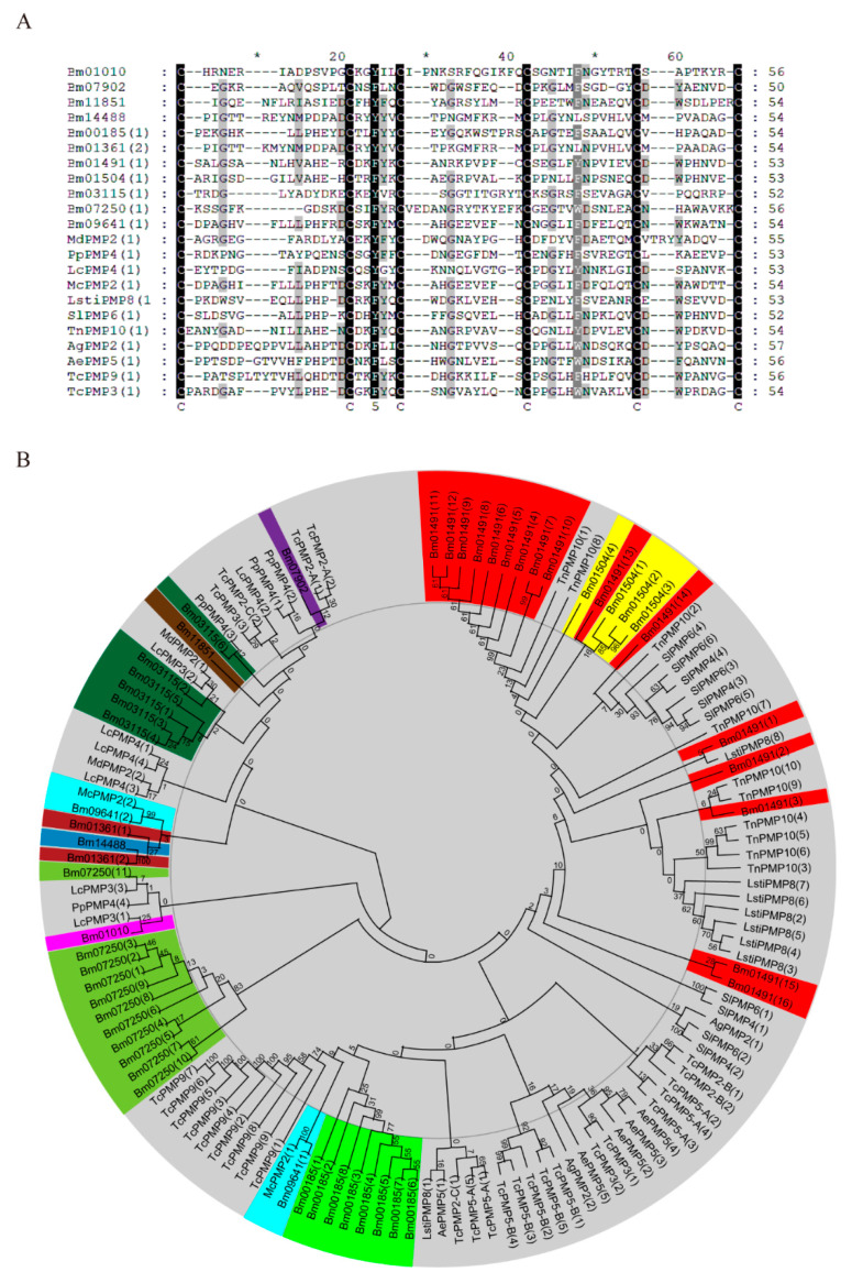 Phylogenetic analysis and multiple sequence alignment of CBDs in peritrophins. Species included Aedes aegypti (Aa), Anopheles gambiae (Ag), Bombyx mori (Bm), Loxostege sticticalis Linne (Lsti), Lucilia cuprina (Lc), Mamestra configurata (Mc), Mayetiola destructor (Md), Phlebotomus papatasi (Pp), Spodoptera litura (Sl), Tribolium castaneum (Tc), Trichoplusia ni (Tn). (A) Amino acid sequence alignment of first CBD in peritrophins. The CBD sequence comprised 52–56 amino acid residues, and a consensus of conserved cysteines (C) and spaces (X): CX11-15CX5CX9-14CX11-12 CX6-7C. Black shading indicates cysteine and other conserved residues in CBDs. The less-conserved amino acids are shown in shades of gray; (B) Phylogenetic tree of CBDs from several species. Bombyx mori peritrophins include Bm01491 (red), Bm11851 (brown), Bm09641 (sky blue), Bm01504 (yellow), Bm00185 (lime), Bm07250 (yellow green), Bm01010 (fuchsia), Bm07902 (purple), Bm14488 (cyan), Bm01361 (dark red), Bm03115 (dark green). The accession numbers of all proteins are listed in Table S3.