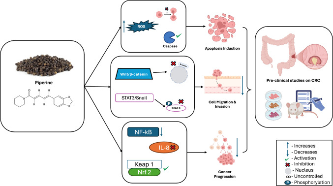 Schematic illustration of multitargeted therapeutic approach of piperine in CRC management. Piperine modulates oxidative stress (↑ROS), suppresses pro-inflammatory (NF-κB, IL-8) and proliferative signals (Wnt/β-catenin, STAT3/Snail), and activates Nrf2-mediated antioxidant response by disrupting Keap1 binding. These actions collectively lead to increased caspase activation and apoptosis, while inhibiting cell migration, invasion, and tumor progression