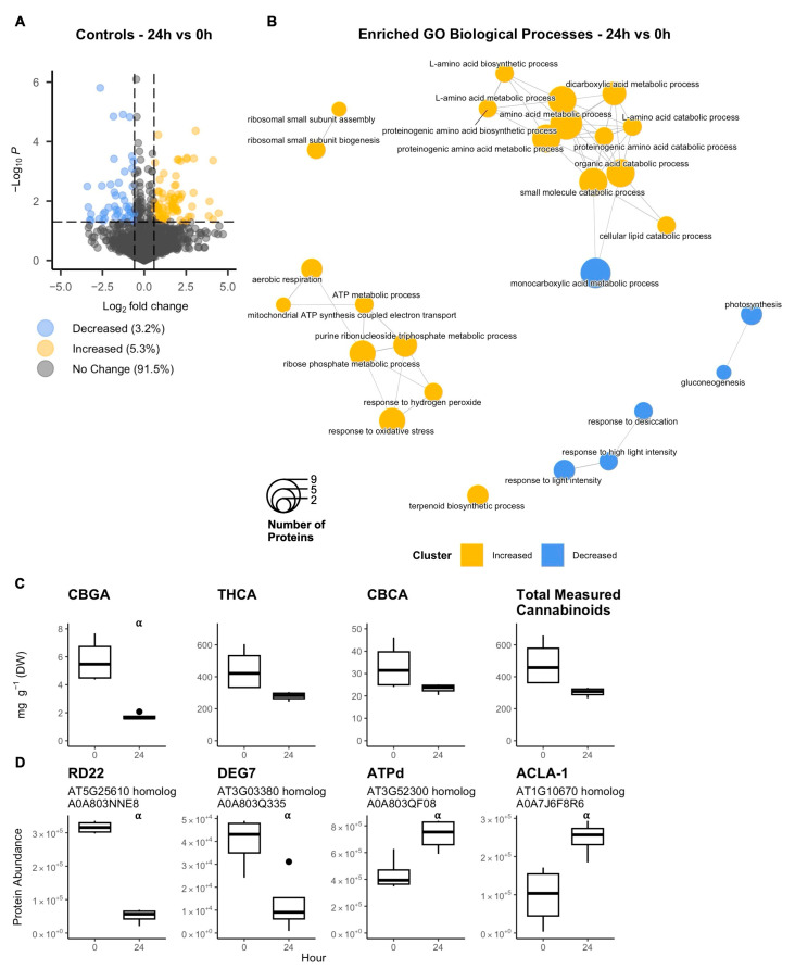 Cannabis (Cannabis sativa L.) glandular trichome disc cells were incubated in vitro on plates (n = 4) under control conditions over 24 h. Proteome was compared at 24 h versus 0 h (A), and a gene ontology (GO) enrichment analysis identified top biological processes enriched in amongst differentially abundant proteins (B). Trichome cannabinoid content (C) and abundance of key regulatory proteins were quantified (D). Significance (denoted by ⍺) by two-sample Student’s t-test. Proteins were deemed differentially abundant when p-value < 0.05 and when fold-change <0.67 or >1.5. Cannabinoids were significantly different if p-value < 0.05. Boxplots represent median, interquartile range, maximum and minimum, and outliers (closed circles). Abbreviations: CBGA, cannabigerolic acid; THCA, tetrahydrocannabinolic acid; CBCA, cannabichromenic acid; RD22, responsive to dehydration22; DEG7, degp protease 7; ATPd, mitochondrial ATP synthase subunit d; ACLA-1, ATP citrate lyase A-1. Listed in titles are protein names, closest arabidopsis homolog, and UniProt accession number.