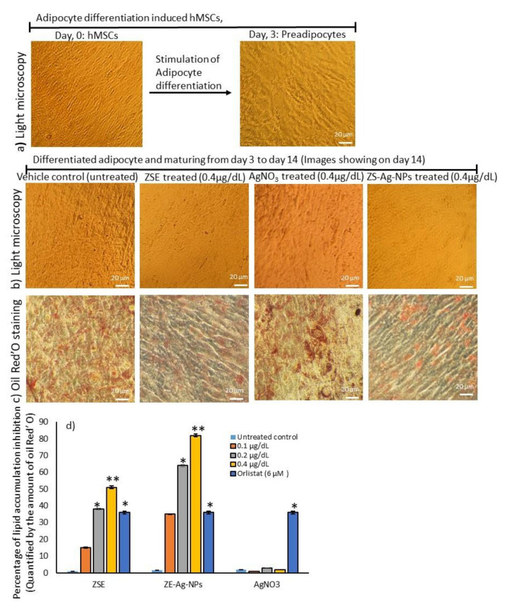 Images of adipocyte differentiation (a) in 3 days. Images of light microscopy (b), lipid accumulation by oil red’O staining (c), and the lipid inhibition percentage as quantified by oil red’O staining (d) of the effect of Ziziphus spina (jujube) root methanol extract (ZSE) and Ziziphus spina (Jujube) root loaded silver nanoparticle (ZS-Ag-NPs) on the adipocyte maturation after 14 days. Each value is a mean ± SD (n = 6). * significant at p ≤ 0.05 and ** highly significant at p ≤ 0.001, by comparison with the vehicle control.