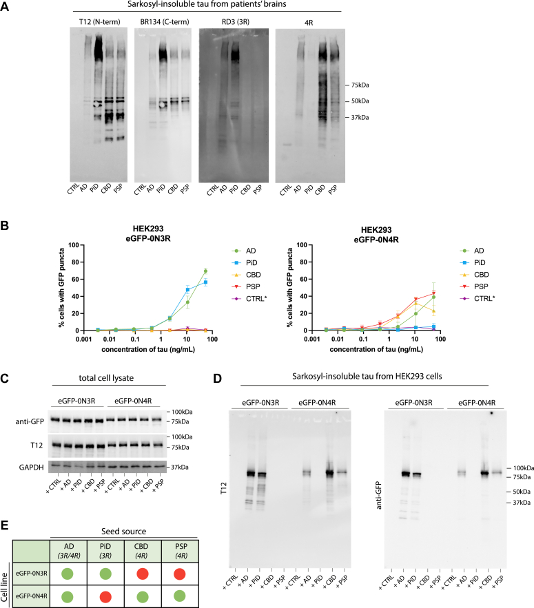 Wild-type tau-expressing cell lines exhibit isoform specificity for 3R or 4R tauopathies. A, immunoblotting of the sarkosyl insoluble fraction from control, AD, PiD, CBD, and PSP brain tissue using antibodies against the N-terminus (T12) and C-terminus (BR134) of tau, 3R tau (RD3) and 4R tau (anti-4R). B, HEK293 cells engineered to express either 0N3R or 0N4R tau with an N-terminal eGFP tag were treated with sarkosyl-insoluble fractions prepared from control (CTRL), AD, PiD, CBD, and PSP brains in the presence of Lipofectamine 2000. Concentration of brain-origin insoluble tau was normalized following quantification using the total tau ELISA kit (ab273617). ∗ For the control brain extract, the mean volume of seed for the disease brain extracts was used, as no sarkosyl-insoluble tau was detected by ELISA. C, immunoblot analysis of total cell lysates and (D) sarkosyl-insoluble fractions of eGFP-0N3R and eGFP-0N4R HEK293 cells treated with control, AD, PiD, CBD, and PSP brain extract using antibodies against the N-terminus (T12) of tau and anti-GFP. E, graphical depiction of the seeding competency of AD, PiD, CBD, and PSP on HEK293 cells expressing eGFP-0N3R or 0N4R tau.