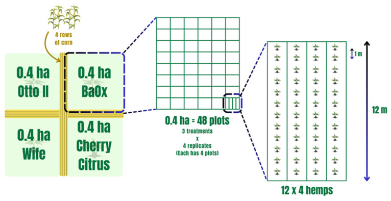 The experimental layout of four hemp cultivars within the field with each subjected to different treatments. Note that the four distinct hemp cultivars—Otto II, BaOx, Wife, and Cherry Citrus—are allocated to individual plots. Within each plot, three distinct treatments are applied to the respective hemp cultivars: fungicide treatment, fungal inoculation, and natural infection. This systematic and methodical design employs a randomized layout to mitigate biases and enhance the reliability of statistical analyses.