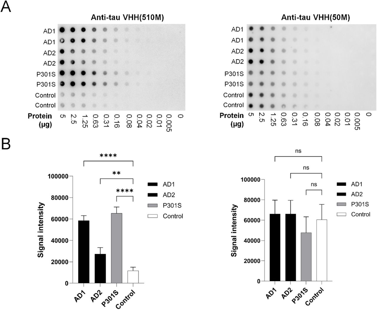 Dot blot analysis of anti-tau VHH binding to AD, P301S, and control brain lysates.(A) Dot blots using anti-tau VHH(510M) (left) and anti-tau VHH50M (right) as detection molecules against serial dilutions of lysates from two brains of AD cases (AD1, AD2), a P301S mouse model, and control. (B) Quantification of signal intensity at 1.25 µg of total protein, based on integrated optical densities measured with Fiji (version 1.54f). Anti-tau VHH(510M) (left panel) preferentially binds to AD and P301S lysates while showing minimal reactivity to control tissue. By contrast, VHH50M (right panel) shows broadly similar signal across all tested samples. Error bars represent S.D. (n = 4). Statistical significance was assessed with one-way ANOVA followed by Šídák’s multiple comparisons test (p ≤ 0.0029, **p ≤ 0.0001).