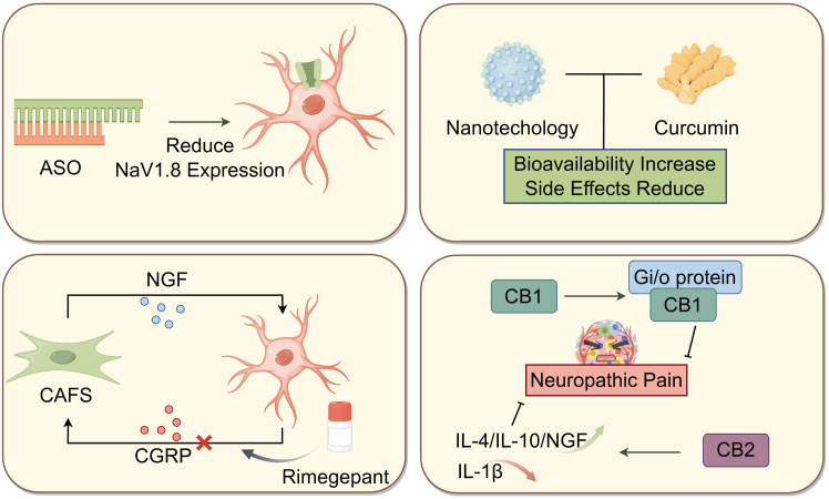 Innovative therapeutic approaches in NCPASO Technology Therapy: ASO targets and reduces NaV1.8 expression in DRG neurons; Nanotechnology: Nanotechnology-based approaches enhance the bioavailability of curcumin while reducing its associated side effects; Targeting Neural-Tumor Interactions: Rimegepant blocks CGRP released from neurons, mitigating neuropathic pain; CB1 receptor activation couples to Gi/o proteins, thereby reducing neuronal excitability, CB2 receptor activation promotes the release of IL-4, IL-10, and NGF while downregulating IL-1β, attenuating neuroinflammation and alleviating NCP.