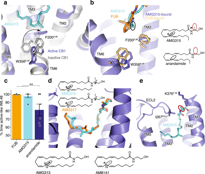 CB1 “Toggle switch” interaction with ligands.a AMG315 stabilizes the ‘toggle switch’ residues W3566.48 and F2003.36 in the active state. b Ligand interaction with residues W3566.48 and F2003.36. The methyl group in AMG315 (circled black) not present in anandamide interacts with the ‘toggle switch’. c In the simulation, anandamide stabilizes active-like conformations of W3566.48 significantly less when compared individually to FUB (MDMB-Fubinaca) (p = 0.02, two-sided Welch’s t-test) and to AMG315 (p = 0.04), as well as when compared to both FUB (MDMB-Fubinaca) and AMG315 as a group (p = 0.003). Data are presented as mean values ± SEM from n = 6 independent simulations (**p < 0.01). d Molecular docking shows that the R-stereochemistry (AMG317) instead of the S-stereochemistry at position 13 (AMG315), repositions the methyl group away from the “toggle switch”. Insert below: chemical structures of 13-methyl substituted anandamide analogs, AMG313 (13S-enantiomer) and AM8141 (13R-enantiomer). e The methyl group at position 1’ (circled red in 3B) on AMG315 interacts with residues on ECL2 (Ile267ECL2) and the extracellular region of TM7 (K3767.32). This substitution is not found in anandamide.
