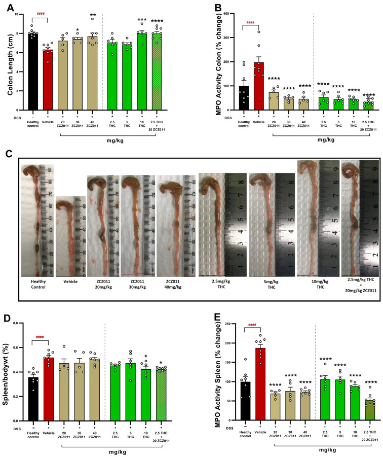 Effects of ZCZ011, THC and their combination on colon length, MPO activity and spleen weight in DSS-induced acute colitis. (A) Colon length measured at the study endpoint. (B) Percentage change in colon MPO activity. (C) Representative images of colons from each treatment group. (D) Spleen-to-body weight ratio as an indicator of systemic inflammation. (E) Percentage change in MPO activity in the spleen. Data are presented as mean ± SEM. #### p < 0.0001 vs. healthy controls; **** p < 0.0001, *** p < 0.001, ** p < 0.01, * p < 0.05 vs. DSS vehicle group.