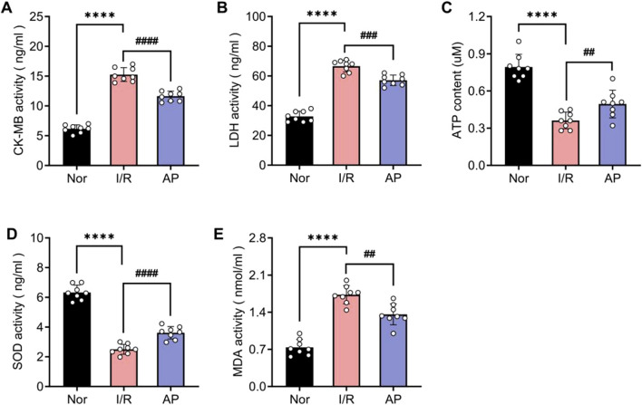 APETx2 post-conditioning improves I/R-induced myocardial injury and oxidative stress. Nor (A, B) CK-MB and LDH levels in coronary perfusate were collected after 30 minutes of reperfusion. CK-MB and LDH levels were significantly increased in the group I/R compared to the group and were significantly reduced by APETx2 post-conditioning (n = 8 per group). (C) ATP content. ATP content in myocardial tissue was significantly lower in the I/R group than in the group Nor, and this decrease was significantly attenuated by APETx2 post-conditioning (n = 8 per group). (D, E) SOD and MDA levels in coronary perfusate were collected after 30 minutes of reperfusion. SOD levels were significantly decreased, and MDA levels were significantly increased in the I/R compared to the group Nor. APETx2 post-conditioning reversed these changes (n = 8 per group). One-way ANOVA, *P < 0.05; **P < 0.01; ***P < 0.001; ****P < 0.0001. All data are presented as mean ± SEM.