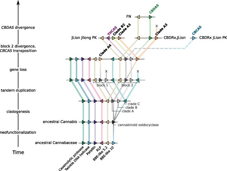 Evolutionary model of cannabinoid oxidocyclase gene duplication and diversification. Most parsimious hypothesis based on microsynteny patterns shown in figure 4 and phylogenetic reconstruction shown in figure 3. Triangles indicate genes (not to scale) colored according to their homology and putative orthologs are connected with colored lines. Dashed line indicates transposition of CBCAS to another syntenic block. Cannabinoid oxidocyclase genes are labeled in boldface. BBE, berberine bridge enzyme; RLP, receptor-like protein.