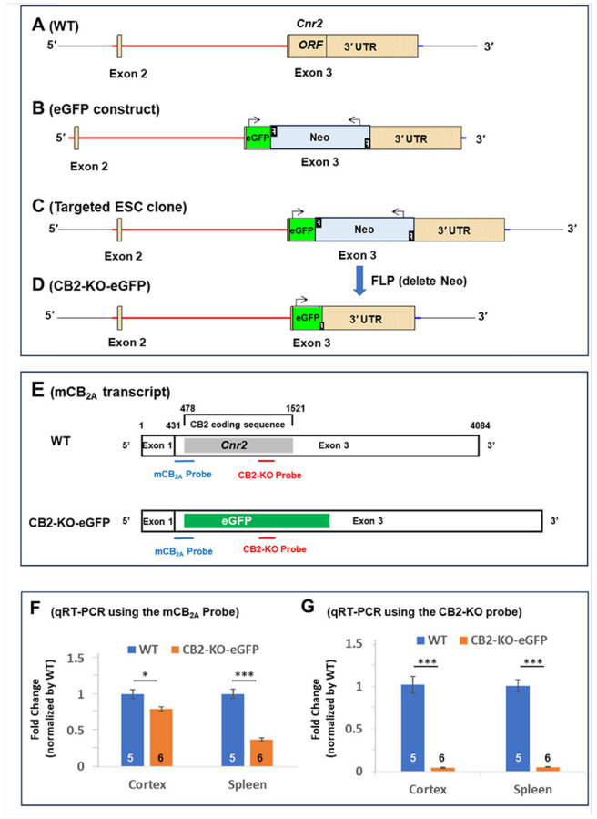 The GFP knock-in strategy in CB2-KO-eGFP mice and validation of CB2R knockout by quantitative real-time RT-PCR (qRT-PCR). (A) Schematic of the WT mouse Cnr2 gene with three exons (Exon 1 not shown) with the Cnr2 open reading frame (ORF) located in Exon 3. (B) eGFP-Neo construct used to replace the Cnr2 ORF, with the Neo cassette flanked by two flippase (FLP) recognition target (FRT) sites (F = FRT sequence for FLP-mediated recombination in deleter ES cells). (C) Targeted embryonic stem cell (ESC) clone in which the eGFP-Neo cassette replaces the Cnr2 ORF. (D) Modified Cnr2 locus in CB2-KO-eGFP mice after homologous recombination and FLP-mediated deletion of the Neo cassette. A 79 bp “Neo footprint” (including one FRT site) remains and is targeted by a TaqMan probe for genotyping. (E) Schematic of two qRT-PCR probes targeting different Cnr2 regions. (F) qRT-PCR using the mCB2A probe shows markedly reduced Cnr2 transcript levels in spleen and cortex of CB2-KO-eGFP mice. (G) qRT-PCR using the CB2-KO probe confirms complete loss of Cnr2 mRNA in spleen and cortex of homozygous CB2-KO-eGFP mice relative to WT controls. (See also Suppl. Figs. 1, 2, 3; SI – the eGFP-KI strategy)