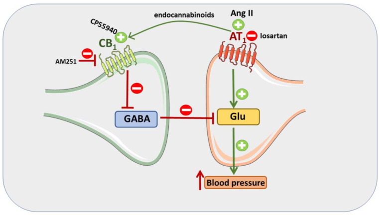 Mechanisms involved in the pressor response induced by Ang II and CP55940. Ang II, via AT1 receptors, leads to endocannabinoid formation in the paraventricular nucleus of hypothalamus (PVN). Endocannabinoids in turn inhibit GABA release by activation of CB1 receptors. Since little GABA is released, much glutamate (Glu) can be released, also since facilitatory AT1 receptors on the glutamatergic neuron further increase Glu release. The extents of Glu release and of the pressor response are correlated. The pressor response in SHR increased since AT1 and CB1 receptor density in their PVN increased. On the other hand, the pressor response induced by Ang II can be attenuated by CB1 receptor antagonist AM251. In addition, the pressor response induced by the CB1 receptor agonist CP55940 can be antagonized by AT1 receptor antagonist losartan.