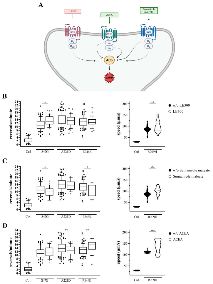 Effects of GPCR ligands predicted to ameliorate hyperactive locomotion in goa-1 mutants. (A) Schematic overview of the GPCR signaling pathways and pharmacological agents investigated. In mammalian systems, dopamine D1-like receptors (D1R), coupled to stimulatory G proteins (Gs/Golf), and dopamine D2-like receptors (D2R), coupled to inhibitory G proteins (Gi/Go), regulate intracellular cAMP levels via adenylyl cyclase 5 (AC5). Cannabinoid type 1 receptors (CB1R), coupled to inhibitory G proteins, were included as additional modulators of Gαo signaling. These GPCR-G protein relationships are conserved in C. elegans. Green boxes indicate agonists; red boxes indicate antagonists. Created with BioRender.com. (B–D) Locomotor responses to GPCR-targeting compounds after 2 h exposure to (B) LE-300 (D1R antagonist), (C) sumanirole maleate (D2R agonist), and (D) ACEA (CB1R agonist). Reversal rate was measured in goa-1[S47G], goa-1[A221D], and goa-1[E246K] animals, while forward locomotion speed was assessed in goa-1[R209H] mutants. Data are expressed as mean ± SEM of at least three independent assays and normalized to solvent-treated controls. Statistical analysis was performed using an unpaired t-test with Welch’s correction (* p < 0.05; ** p < 0.01; *** p < 0.0005). Under untreated conditions, all goa-1 mutant strains differed significantly from N2 (Ctrl) animals (p < 0.0001). The number of animals tested is reported in Tables S4 and S5.