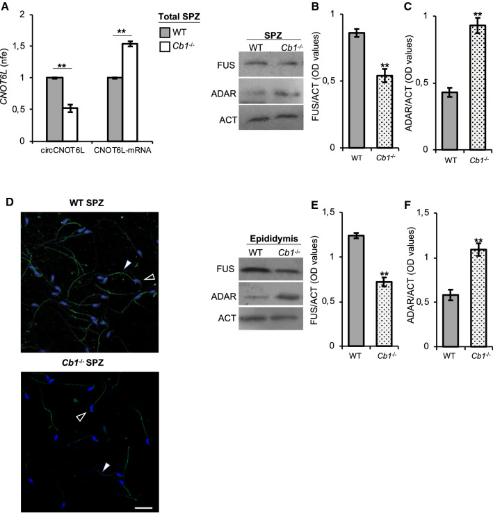 CB1 involvement in circCNOT6L biogenesis in total epididymal SPZ. qRT-PCR detection of circCNOT6L and CNOT6L-mRNA expression levels (A); immunoblots and quantification of FUS (B and E) and ADAR (C and F) proteins in total epididymal SPZ and/or epididymal tissue from WT and Cb1−/− adult mice (n = 3 mice in triplicate for each group). In (A), the data are reported as mean value of nfe ± SEM, using Actin as endogenous control, while in (B), (C), (E) and (F), FUS and ADAR amount was quantified by densitometry analysis, normalized against Actin (ACT) signals, expressed as OD values and reported as mean value ± SEM. **P < 0.01. Immunofluorescence analysis of FUS protein in WT and Cb1−/− SPZ (D). White empty arrowheads and white full arrowheads represent FUS localization (FITC-green) in sperm head and tail, respectively. Nuclei were labeled with DAPI (blue). Scale bar: 20 µM