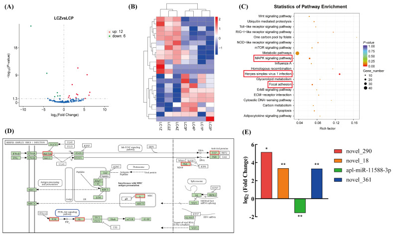 Differentially expressed miRNA analysis between mouth skin and skin of Liancheng white ducks. LCZ represents mouth skin, and LCP represents skin. After sequencing quality control, LC3Z was excluded because its library quality did not meet the inclusion criteria; therefore, three biological replicates were retained in the LCZ group, and four biological replicates were retained in the LCP group for downstream miRNA analysis. (A) Volcano plot of DEmiRNAs between LCZ and LCP. Red dots indicate upregulated miRNAs, green dots indicate downregulated miRNAs, and blue dots indicate miRNAs without significant differential expression. The X-axis indicates log2 (Fold Change), and the Y-axis indicates −log10 (p-value). The horizontal dashed line indicates the significance threshold of p-value = 0.05, and the vertical dashed line indicates log2 (Fold Change) = 0. (B) Hierarchical clustering heatmap of DEmiRNAs. Rows represent DEmiRNAs, and columns represent individual samples. Red indicates relatively high expression, whereas blue indicates relatively low expression. (C) KEGG pathway enrichment analysis of predicted target genes of the DEmiRNAs. The X-axis represents the Rich factor. Dot size indicates the number of target genes enriched in each pathway, and dot color indicates the enrichment p-value. Red boxes highlight pigmentation-related pathways. (D) KEGG pathway map of the herpes simplex virus 1 infection pathway. Red boxes indicate upregulated genes enriched in this pathway and associated with the predicted target genes of DEmiRNAs. In the pathway map, solid arrows indicate activation, promotion, or the direction of signal transduction; blunt-ended lines indicate inhibition or suppression; and dashed arrows indicate indirect relationships, translocation, or process flow according to the KEGG pathway notation. (E) The log2 (Fold Change) values of representative DEmiRNAs, including novel_290, novel_18, apl-miR-11588-3p, and novel_361. Positive values indicate upregulation in mouth skin, whereas negative values indicate downregulation. * indicates p < 0.05, and ** indicates p < 0.01.