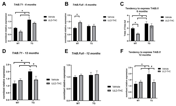 TrkB Neurotropic receptor imbalance. Six-month-old AD mice displayed higher TrkB.T1 expression in RT-PCR compared to WT mice, while no such upregulation was observed between the AD mice (A). There was no difference in the gene expression levels of TrkB-full receptor between AD mice and WT mice, although we did see an upregulation in the ULD-THC-treated WT mice compared to the non-treated WT mice (B). Non-treated AD mice had a higher ratio of expressed TrkB.T1: TrkB-full compared to WT mice, while no such tendency was observed in treated AD mice (C). 12-month-old AD mice displayed higher TrkB.T1 expression compared to WT mice, while no such upregulation was observed between the treated AD mice (D). There was no difference in the gene expression levels of TrkB-full receptor between AD mice and WT mice, although we did see an upregulation in the ULD-THC-treated WT mice compared to the non-treated WT mice (E). Non-treated AD mice had a higher ratio of expressed TrkB.T1: TrkB-full compared to WT mice, while no such tendency was observed in treated AD mice (F). * indicates p > 0.05. # indicates p = 0.08 Mean ± SEM.