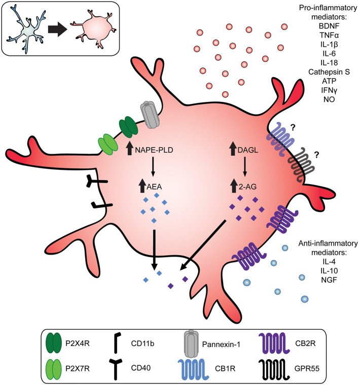 Reactive microglia increase production of endocannabinoids and pro-inflammatory mediators. In response to injury, infection, or pathology of the nervous system, microglia transition toward a more reactive phenotype. This transition is characterized by a morphological change from a small soma with long, ramified processes (top left, blue) to a more amoeboid shape (top left and center, red). Upon activation, microglia release pro-inflammatory mediators, such as brain-derived neurotrophic factor (BDNF); adenosine triphosphate (ATP); nitric oxide (NO), interleukin 1β (IL-1β), IL-6, IL-18, cathepsin S, interferon γ (IFNγ), and tumor necrosis factor α (TNF-α). Reactive microglia also increase production of the endocannabinoids anandamide (AEA) and 2-Arachidonoylglycerol (2-AG) mediated by N-acyl-phosphatidylethanolamine-phospholipase (NAPE-PLD) and diacylglycerol lipase (DAGL), respectively. Endocannabinoids and exogenous cannabinoids act on microglia CB2Rs, which are upregulated in chronic pain states, or they may act on CB1Rs or GPR55. This in turn upregulates the release of anti-inflammatory cytokines like interleukin 4 (IL-4); IL-10; and nerve growth factor (NGF).