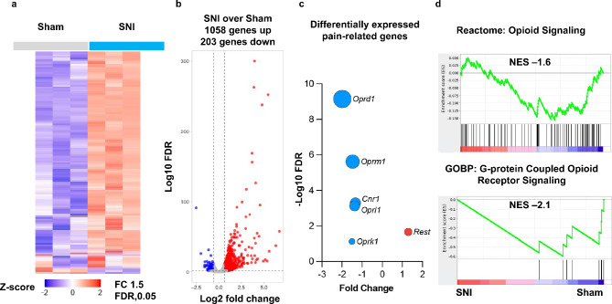 SNI leads to transcriptomic activation of Rest and repression of opioid receptor and cannabinoid CB1 receptor genes in the injured DRG of wild-type mice. mRNA samples from the L3/L4 DRG tissues of 3 individual male mice were examined by RNA-Seq analyses. (a) Hierarchical clustering of differentially expressed genes between SNI and Sham surgery groups. (b) Volcano plot showing differentially expressed genes. (c) Differential expression analysis of Rest, Oprd1, Oprk1, Oprl1, Oprm1, and Cnr1 between SNI and Sham surgery groups. The size of the circle is -log10(FDR). (d) Gene Set Enrichment Analysis shows downregulation of the opioid signaling pathway. Experiments were performed in triplicate. NES represents Normalized Enrichment Score.