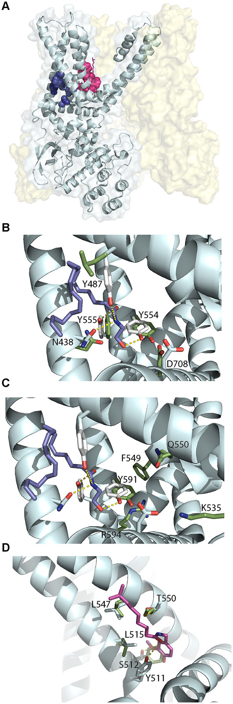 Structural comparisons of Homo sapiens TRPV1 and TRPV4. (A) Homo sapiens TRPV1 (PDB: 8GFA) showing one of four monomers in detail. Anandamide (AEA) tunnel residues shown in dark blue and vanilloid-binding pocket residues shown in pink. (B) Comparison of residues in the AEA tunnel for TRVP1 (white sticks with residue labels) and TRPV4 (green sticks, PDB: 8TD1). AEA is shown in blue sticks. (C) Comparison of residues in the AEA tunnel for TRVP1 (white sticks) and the 5′,6′-EET pocket for TRPV4 (green sticks with residue labels). AEA is shown in blue sticks. (D) Comparison of residues in the vanilloid-binding pocket for TRVP1 (white sticks with residue labels) and TRPV4 (green sticks). Capsaicin (natural phytochemical ligand) is shown in magenta.