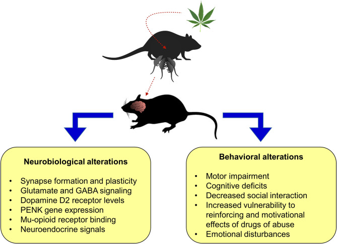 Main preclinical findings from perinatal cannabis exposure in rodent animal models on neurobiological and behavioral alterations in the litter. PENK, proenkephalin.