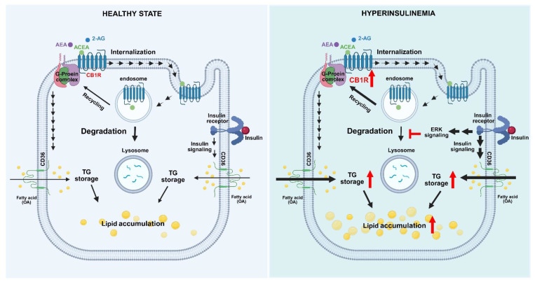 Hypothesized model of insulin-induced activation of the endocannabinoid system and its effects on lipid accumulation in hepatocytes. In states of hyperinsulinemia, insulin binds to an insulin receptor and evokes the serial activation of signaling molecules such as ERK, which subsequently suppresses the lysosomal degradation pathway and eventually leads to the upregulation of CB1R protein expression. Consequently, this further enhances EC-stimulated fatty-acid uptake and lipid accumulation.