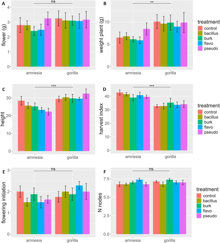 Phenotypical variables of the C. sativa cultivars Amnesia and Gorilla inoculated with four different PGPR bacterial taxa and a control mock solution, Bacillus (Bacillus), Burkholderia (Burk), Flavobacterium (Flavo), and Pseudomonas (Pseudo). (A) dry flower weight, (B) dry plant weight, (C) height, (D) harvest index, (E) flowering initiation, (F) number of nodes. Bars represent means ± standard errors. Dry plant weight was logarithmically transformed as indicated by the Box‐Cox function. Different symbols above bars indicate significant differences at *p < 0.05, **p < 0.01, ***p < 0.001 and “ns” p > 0.05. Analysis was performed on 79 individuals. ANOVA dry plant weight: Cultivar F 1,69 = 9.477, p = 0.003; Bacteria F 4,69 = 0.286, p = 0.886; Interaction F 4,69 = 0.457, p = 0.767. ANOVA plant height: Cultivar F 1,69 = 19.138, p = 4.22e−05; Bacteria F 4,69 = 0.525, p = 0.717; Interaction F 4,69 = 1.346, p = 0.262. ANOVA harvest index: Cultivar F 1,69 = 28.504, p = 1.13e−06; Bacteria F 4,69 = 0.040, p = 0.997; Interaction F 4,69 = 0.768, p = 0.550.