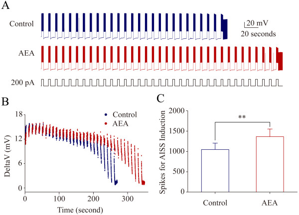 Anandamide (AEA) postpones AISS induction at hippocampal GABAergic neurons. AISS is induced under the control and subsequent use of AEA (5 μM)I after the first round of AISS disappears for 6 minutes, a time interval similar to Figure 1. A) shows AISS induction under the control (top trace) and in presence of AEA (bottom trace). Calibration bars are 20 mV and 10 seconds. B) shows the dynamical changes in threshold potentials under the control (blue symbols) and in presence of AEA (red symbols). C) illustrates the number of spikes needed for AISS onset under the control (blue bar) and in presence of AEA (red bar; asterisk, p < 0.01, n = 9).
