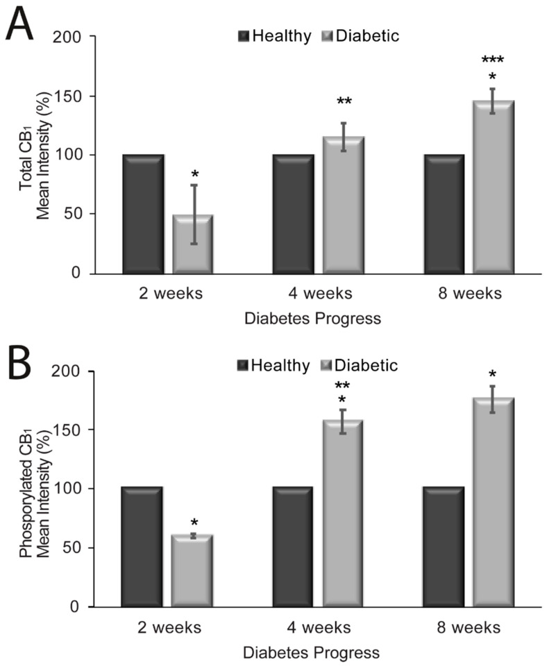 Mean intensity of total CB1 receptors (A) and phosphorylated CB1 receptors (B) in healthy and diabetic rat aortas. n = 10 image stacks for each. * Significant (p < 0.05) change in CB1 mean intensity in diabetic vs. healthy aortic rings at different time points. ** Significant difference (p < 0.05) in CB1 mean intensity between 2 and 4 weeks. *** Significant difference (p < 0.05) in CB1 mean intensity between 4 and 8 weeks.
