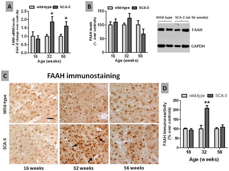 Histological and biochemical analysis of the FAAH enzyme in the striatum of SCA-3 transgenic and wild-type mice.Panels A and B: qPCR analysis and Western blot quantification (in a representative blot) of the FAAH enzyme in the striatum of SCA-3 transgenic and wild-type mice at different stages of disease progression. Panels C and D: Immunostaining for the FAAH enzyme in the striatum of SCA-3 transgenic and wild-type mice at different stages of disease progression (bar = 50 μm). Arrows indicate stronger immunolabeling in surviving striatal neurons of SCA-3 transgenic mice. In all cases, the values are expressed as the mean ± SEM of more than 6 animals per group, assessing the data using a Student’s t-test: *p<0.05, **p<0.01 versus wild-type animals.