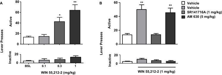 Effects of the stimulation of cannabinoid receptors on nicotine-seeking. In (A), rats trained to self-administer nicotine underwent an extinction phase after which they were pre-treated with WIN 55,212-2 [0.1–1 mg/kg, IP 15 min pre-treatment time (PTT)]. Figure shows responses on the active lever (top) and inactive lever (bottom). WIN 55,212-2 (0.3 and 1 mg/kg) significantly reinstated nicotine-seeking, assessed by the number of responses on the active lever (*p < 0.05 and *p < 0.001). No significant changes in responding on the inactive lever were observed. In (B), pre-treatment with the CB1 antagonist rimonabant (SR141716A) (1 mg/kg, IP), but not with the CB2 antagonist AM630 (5 mg/kg, IP) reversed reinstatement of nicotine-seeking induced by WIN 55,212-2. The figure and its caption have been reproduced with permission from Ref. (89).
