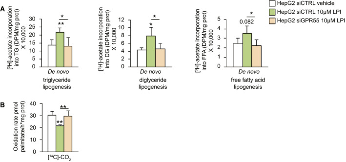 LPI inhibits lipogenesis and promotes β‐oxidation in hepatocytes through GPR55. De novo (A) triglyceride, diacylglyceride, and fatty acid lipogenesis and (B) palmitate oxidation in HepG2 human cells treated with vehicle or LPI and down‐regulating GPR55 (n = 4‐5). Data are presented as mean ± SEM. Statistical differences are denoted by *P < 0.05 and **P < 0.01. Abbreviations: GPR55, G protein–coupled receptor 55; LPI, l‐α‐lysophosphatidylinositol; siCTRL, small interfering RNA control; siGPR55, small interfering RNA GPR55.