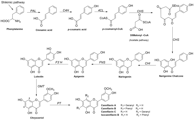 Biosynthetic pathways for cannflavins A, B, and C and isocannflavin B.