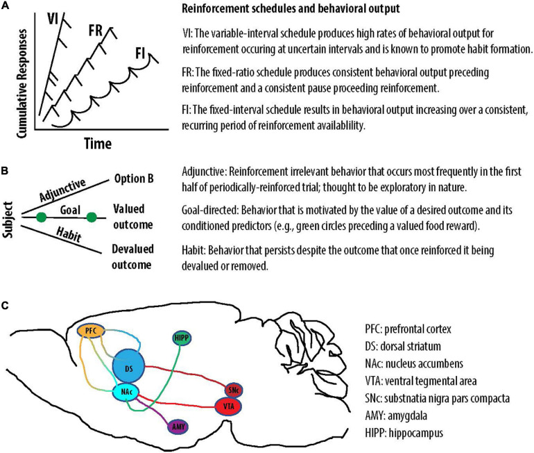 Reinforcement schedules engender distinct behaviors and a depiction of two DA pathways. (A) The VI, FR, and FI schedules produce unique patterns of reinforced behavior. (B) The contingencies of reinforcement can produce adjunctive, goal-directed, or habitual behavior. (C) Illustrative projections associated with the nigrostriatal (dark red) and mesocorticolimbic (light red) DA pathways. DA in the NAc is thought to modulate converging input from brain regions including the amygdala (AMY), hippocampus (HIPP), and prefrontal cortex (PFC). Cortico-striatal loops are depicted in multicolor (orange-blue).