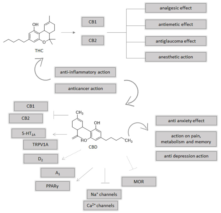 Multiple molecular targets for THC and CBD; agonist →; antagonist ꟷꟾ; negative allosteric modulator ---⁞; inhibitor ---ꟾ; partial agonist --->.