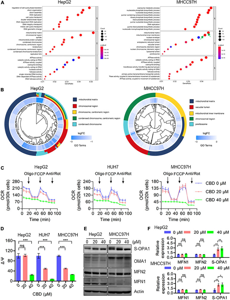CBD triggers mitochondria dysfunction by suppressing the transcription of mitochondrial component proteins. (A) The enriched GO terms in the biological process (BP), cellular component (CC), and molecular function (MF) in HepG2 and MHCC97H cells after CBD treatment for 24 h. (B) We selected the significantly changed genes of cellular component (CC) to conduct the functional analysis and found that the DEGs (differentially expressed genes) were significantly enriched in mitochondria-related items in HepG2 and MHCC97H cells after CBD treatment for 24 h. (C) The intact cellular oxygen consumption rate (OCR) of CBD treated HepG2, HUH7, and MHCC97H cells in the indicated conditions was measured in real time using the Seahorse XF96 Extracellular Flux Analyzer. Basal OCR was measured at three time points, followed by sequential injection of the ATP synthase inhibitor oligomycin (1 μM), the uncoupler FCCP (1 μM), the complex I inhibitor rotenone (1 μM), and the complex III inhibitor antimycin A (1 μM). (D) Mitochondrial membrane potential was detected by JC-1 staining in CBD-treated HepG2, HUH7, and MHCC97H cells. (E,F) Western blot analysis of OPA1, MFN1, MFN2, and OMA1 in CBD treated HepG2 and MHCC97H cells after 24 h. Actin was used as a loading control. The graphs represent the mean ± SD. The meaning of ‘*‘ is statistically significant. *p < 0.05, **p < 0.01, ***p < 0.001, n.s. represents no significance.