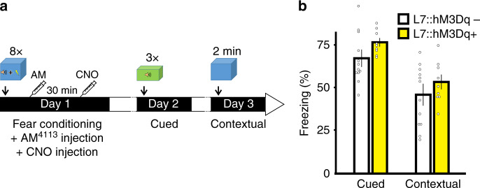 Endocannabinoid receptor antagonist prevents the disruption of memory consolidation by activation of Gq pathways in Purkinje cells.a The protocol used for fear conditioning and memory retention testing was identical to the one described in Fig. 8, except that both L7::hM3Dq+ (n = 9 animals) and L7::hM3Dq− (n = 12 animals) mice received an additional i.p. injection of AM4113 (3 mg/kg), a CB1 receptor neutral antagonist immediately after acquisition, 30 min before the CNO injection. b Group data showing that activation of Gq DREADD in Purkinje cells no longer impaired cued memory retention following injection of AM4113. Group comparisons by two-sided paired t-test (L7::hM3Dq+ (cued) CNO vs CNO + AM, P < 0.001). Data in b are presented as mean values ± SEM. Statistical analysis and P values can be found in Supplementary Table 4 and original data in the Source Data file.