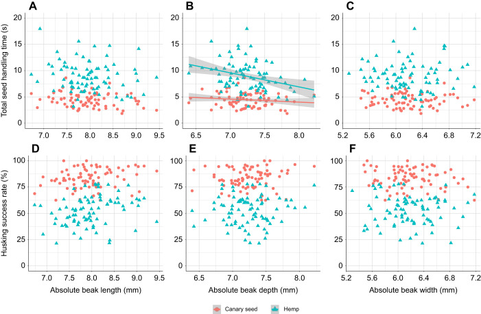 Linear regressions of performance metrics on absolute beak sizes. Linear relationships of absolute beak sizes with seed handling time (A–C) and the success rate of seed husking (D–F) during feeding on canary seed (N=79) and hemp seed (N=82). Data points represent individual birds and are the mean value of 10 feeding trials. Significant relationships are represented by a regression line and its 95% confidence interval shaded in grey. Numerical and statistical results of the regression analyses can be found in Table S2. Relationships of PC1 of the semi-landmark analysis and the lower beak angle with seed handling time and success rate can be found in Fig. S2A–D.