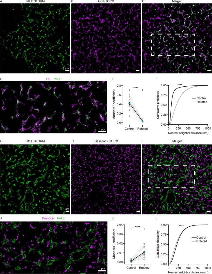 Dual‐color STORM imaging reliably distinguishes between astrocytic and synaptic proteins. (A–C) Dual‐color STORM imaging of the astrocytic nanoanatomy labeled by PALE and the cytosolic glial marker protein glutamine synthetase (GS). (D) Enlarged view of the box in (C) shows a complete overlap between the PALE and GS signal. (E) Manders' coefficient values (obtained from the tessellated super‐resolved images) show the degree of colocalization between the original dual‐color STORM images, but not between their rotated counterparts (n = 16 images from 3 animals, paired t‐test, ****p < 0.0001. Mean is shown in cyan with errors as ± SEM). (F) Cumulative distribution function of the nearest neighbor distances between GS and PALE STORM localization points. The distribution for the rotated control image is highly different (n = 266,643 localization points from 19 images from 3 animals, two‐sample Kolmogorov–Smirnov test, d = 0.28, ****p < 0.0001. Median NND values are 71 nm for the original and 200 nm for the rotated images). (G–I) Dual‐color STORM imaging of the presynaptic active zone protein Bassoon along with the astrocyte. (J) Enlarged view of the box in (I) shows a clear separation between the PALE and Bassoon localization points. (K) Manders' coefficient values indicate zero colocalization between Bassoon and the porated astrocyte. Minimal yet significantly higher Manders' values are observed in the case of rotated controls (n = 20 images from 3 animals, Wilcoxon signed‐rank test, ****p < 0.0001. Mean is shown in cyan with errors as ± SEM). (L) NNDs between the Bassoon and PALE localization points show very similar distributions both in the case of the original and rotated image pairs. However, there is a higher occurrence of low NND values on the rotated image (n = 170,089 localization points from 23 images from 3 animals, two‐sample Kolmogorov–Smirnov test, d = 0.05, ****p < 0.0001. Median NND values are 214 nm for the original and 188 nm for the rotated images).