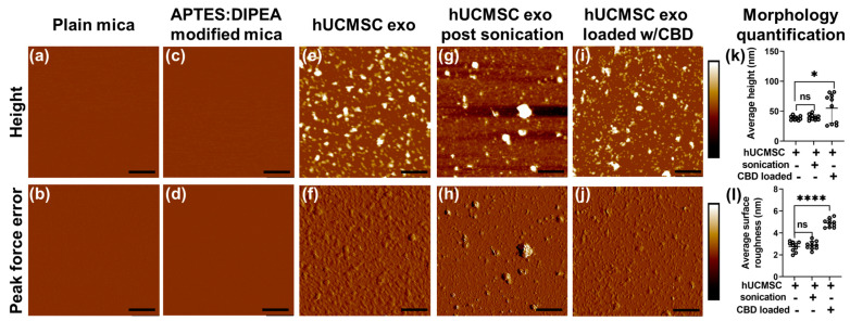 Morphology and corresponding quantification of human mesenchymal stem cell (hUCMSC) EVs under various conditions. Representative images of plain mica (a) Height image (b) Peak force error image. Representative images of APTES: DIPEA modified mica (c) Height image (d) Peak force error image. Representative images of hUCMSC-derived EVs (e) Height image (f) Peak force error image. Representative images of hUCMSC EVs post sonication (control) (g) Height image (h) Peak force error image. Representative images of hUCMSC EVs loaded with CBD (i) Height image (j) Peak force error image. (Scale bar: 1 µm; color bar for height image: −65 nm to 65 nm; color bar for peak force error image: −300 pN to 300 pN). Morphology quantification (k) Average height (l) Average surface roughness. (Statistical significance: ns; not significant. *, p < 0.05 and **** p < 0.0001).