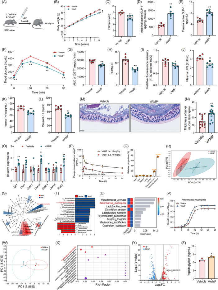 VAMP inhibits intestinal dipeptidyl peptidase IV (DPP‐IV) and increases the abundance of A. muciniphila. (A) The experimental scheme for (B–O) is shown, n = 6 mice/group. HFD‐fed mice were treated with PBS (vehicle group) or VAMP (50 mg/kg, VAMP group) for 8 weeks by oral gavage. (B) The body weight change, (C) FBG level, (D) intestinal active GLP‐1 levels, (E) plasma active GLP‐1 levels, (F) OGTT curve, (G) AUC of the OGTT, and (H) HOMA‐IR index were evaluated. (I) Intestinal permeability was measured by plasma fluorescence intensity after gavage with FITC‐dextran 4000. (J) The plasma levels of LPS, (K) TNF‐α, and (L) IL‐1β were determined. (M) Carnoy‐fixed colonic tissue sections were stained with Alcian blue/periodic acid‐Schiff. Scale bars, 100 µm. (N) Blinded colonic mucus layer measurements were made from Alcian blue‐stained sections. (O) The relative expression of Tjp1, Ocln, Cldn1, Cldn3, Cldn4, Cldn5, and Muc2 mRNAs in colonic tissue was determined. (P) The blood pharmacokinetics of 10 mg/kg VAMP administered by injection (i.v.) or gavage (p.o.) over time were evaluated. (Q) The tissue distribution of VAMP at the time of peak plasma concentration (30 min) after the administration of 10 mg/kg VAMP by gavage was determined (n = 4). (R) PCoA was performed using the Bray‒Curtis distance. (S, T) Taxonomic cladograms were generated by LEfSe analysis. The blue color indicates enriched taxa in the VAMP group, and the red color indicates enriched taxa in the vehicle group. The size of each circle is proportional to the taxon's abundance. (U) The change in bacterial abundance at the species level after VAMP treatment was determined via random forest analysis. (V) Growth curve of A. muciniphila cultured in BHI media supplemented with VAMP (50 μM) or PBS (Vehicle) and then grown anaerobically. (W−Y) RNA‐seq analysis of the A. muciniphila cultured in BHI media supplemented with VAMP (50 μM) or PBS control (Vehicle) was performed (n = 3). (W) PCA of transcriptome. (X) Biofunction changes of A. muciniphila by VAMP treatment via KEGG enrichment analysis. (Y) Volcano plot of transcriptome sequencing of Vehicle and VAMP groups. (Z) Levels of peptidoglycan by VAMP treatment. *p < 0.05 and **p < 0.01 versus the vehicle group. AUC, area under the curve; BHI, brain heart infusion; FBG, fasting blood glucose; GLP‐1, glucagon‐like peptide‐1; HOMA‐IR, homeostatic model assessment of insulin resistance; IL‐1β, interleukin‐1β; LEfSe, linear discriminant analysis effect size; LPS, lipopolysaccharide; OGTT, oral glucose tolerance test; PCoA, principal coordinate analysis; TNF‐α, tumor necrosis factor α.