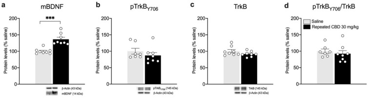Effects of repeated CBD exposure on mBDNF and TrkB receptor protein levels in the striatum. Rats were treated with repeated injections of 30 mg/kg for seven days and killed twenty-four hours after the last treatment. Protein levels of mBDNF (a), phospho(p)-TrkBY706 (b), TrkB (c), and of the ratio pTrkB/TrkB (d) measured in the homogenate of the striatum are expressed as percentages of saline-treated rats. Below the graphs, representative immunoblots are shown for mBDNF (14 kDa), pTrkBY706 (145 kDa), TrkB (145 kDa), and β-Actin (43 kDa) proteins. Bar graphs represent the mean ± SEM from eight independent determinations for each experimental group. Unpaired Student’s t-test. *** p < 0.001 vs. saline-treated rats. Saline n = 8 (pTrkB n = 7), CBD 30 mg/kg n = 8.